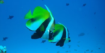 OCEAN GRAND AT HULHUMALE