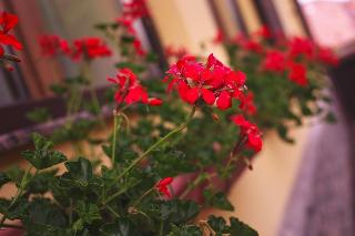 Pensiunea Brasovu Vechi